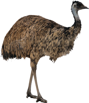 Ostrich Standing Side View PNG