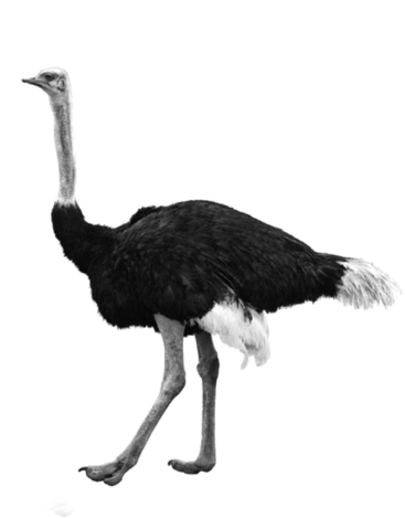 Ostrich Standing Side View PNG