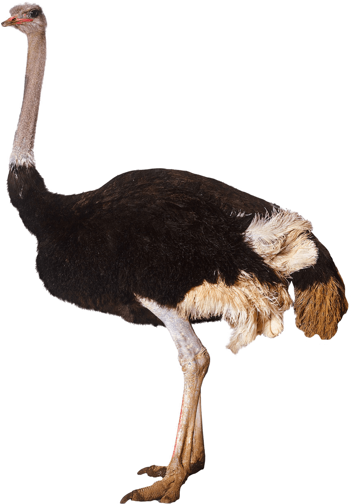 Ostrich Standing Side View.png PNG