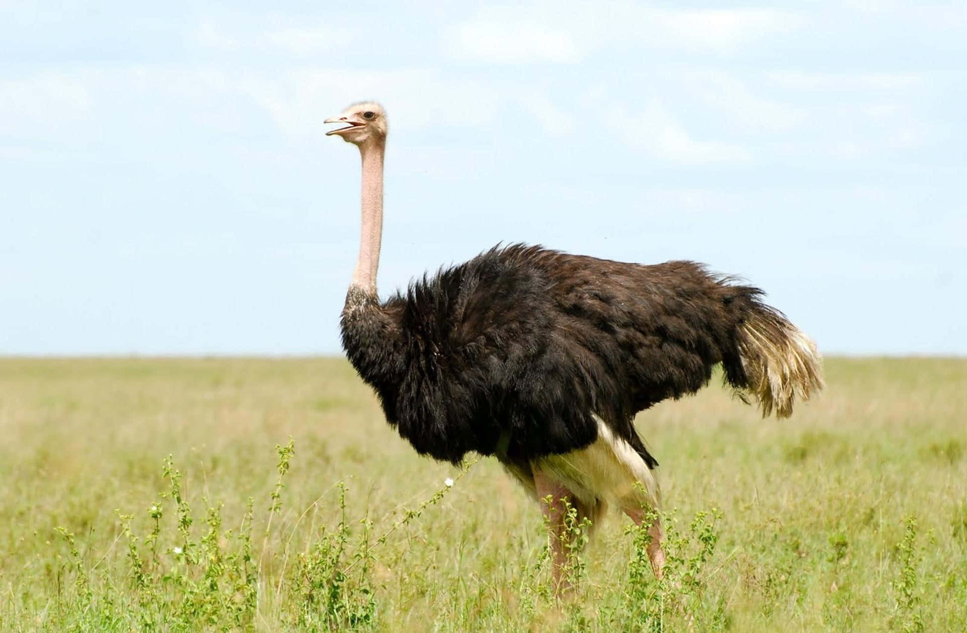 Ostrich Standingin Grassland.jpg Wallpaper