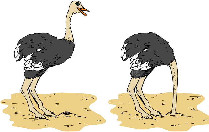 Ostriches_ Illustration_ Two_ Poses PNG