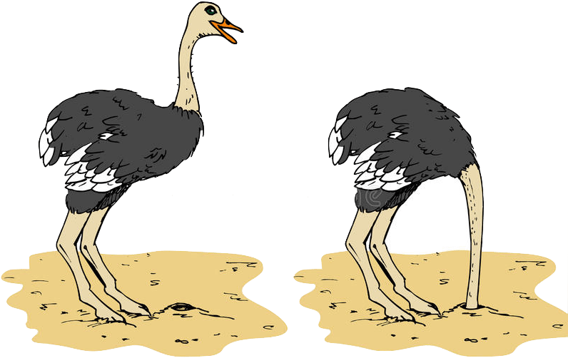 Ostricheson Sand Illustration PNG