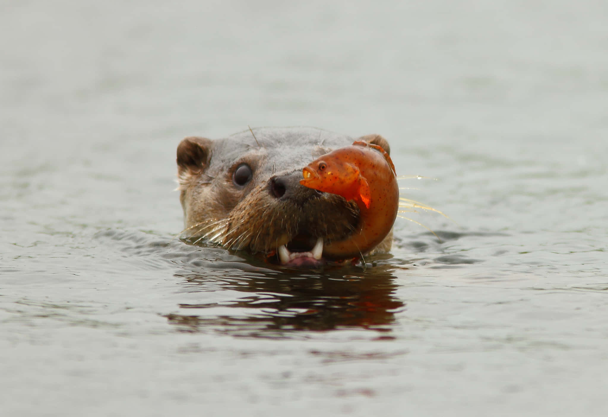 An adorably playful Otter