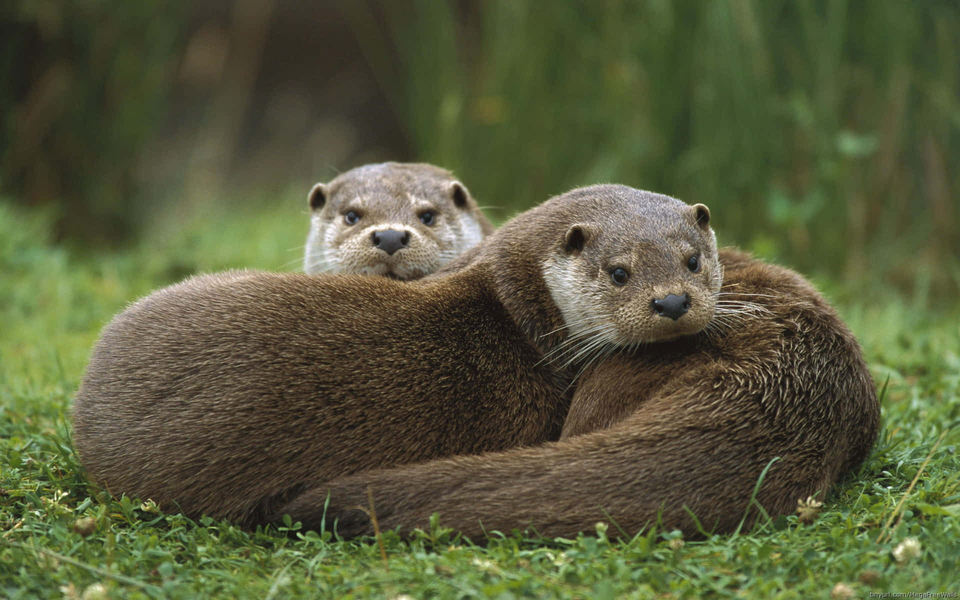 Two Otters Are Sitting Together In The Grass