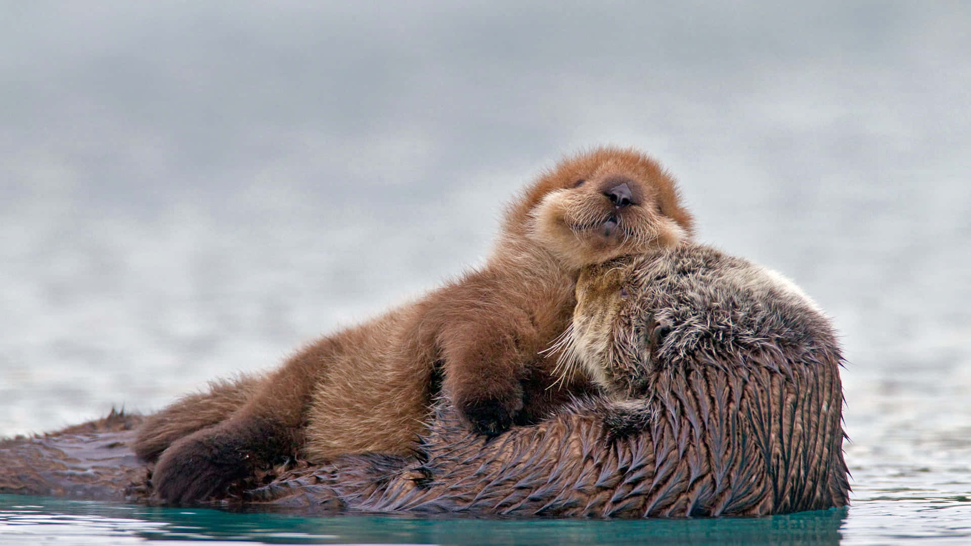 Mohawk the River Otter peers up at us with big eyes, surrounded by tall grasses in their native habitat.