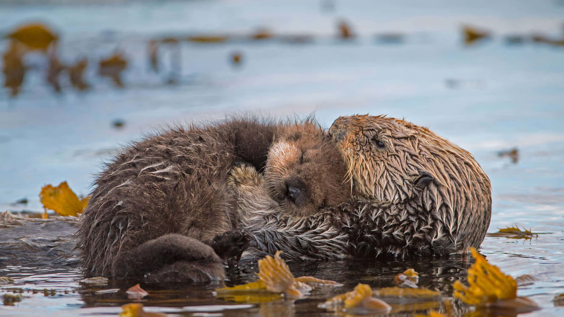 Nahaufnahmeeines Entzückenden Otters