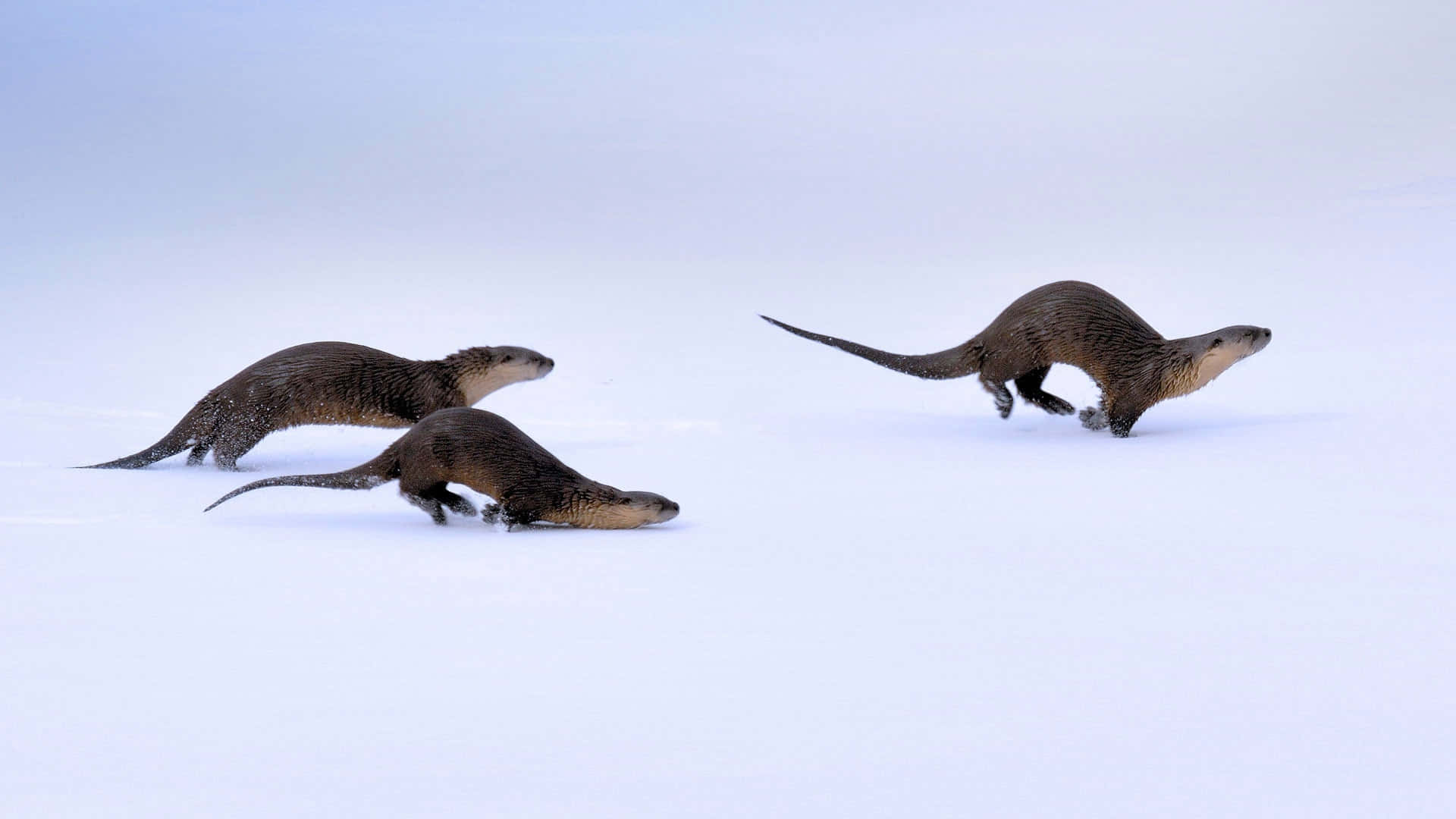 A playful river otter swims through an icy stream.