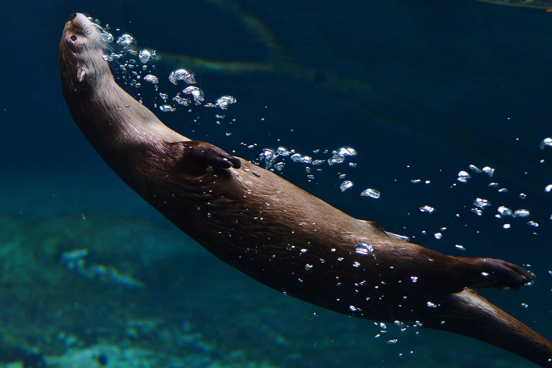 Adorabilecucciolo Di Lontra Che Gioca Nell'acqua