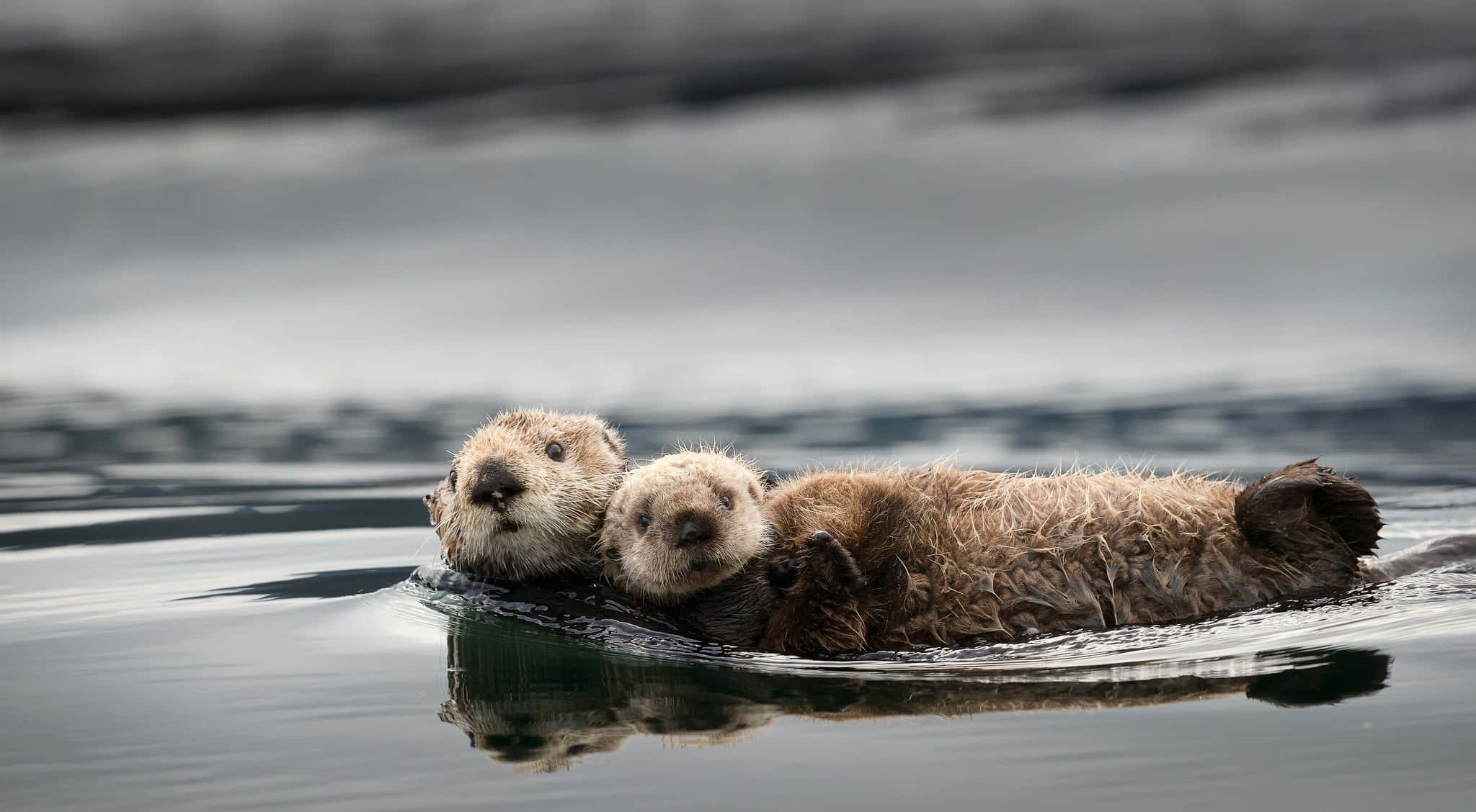 Otter Background