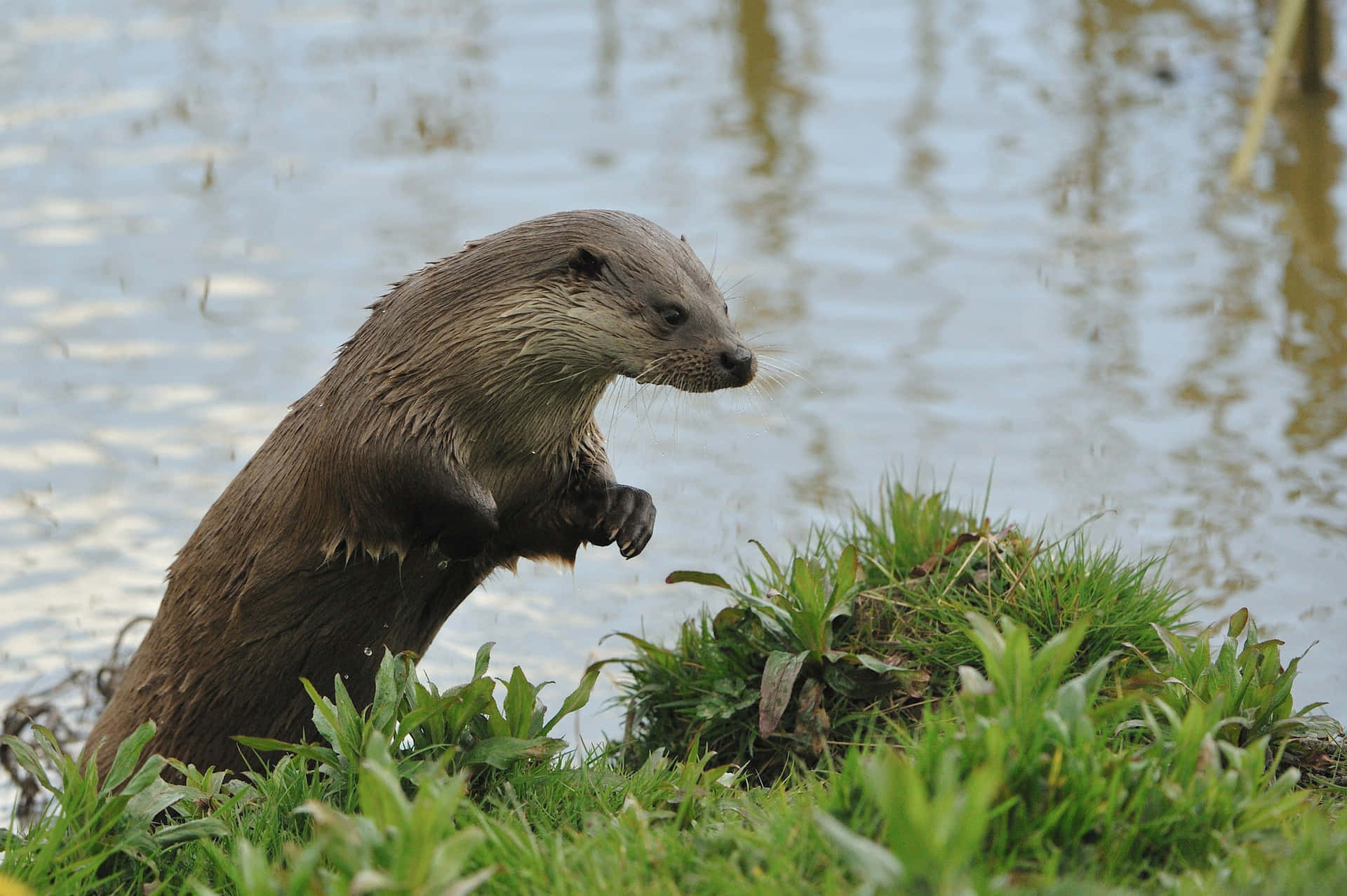 Otter Background