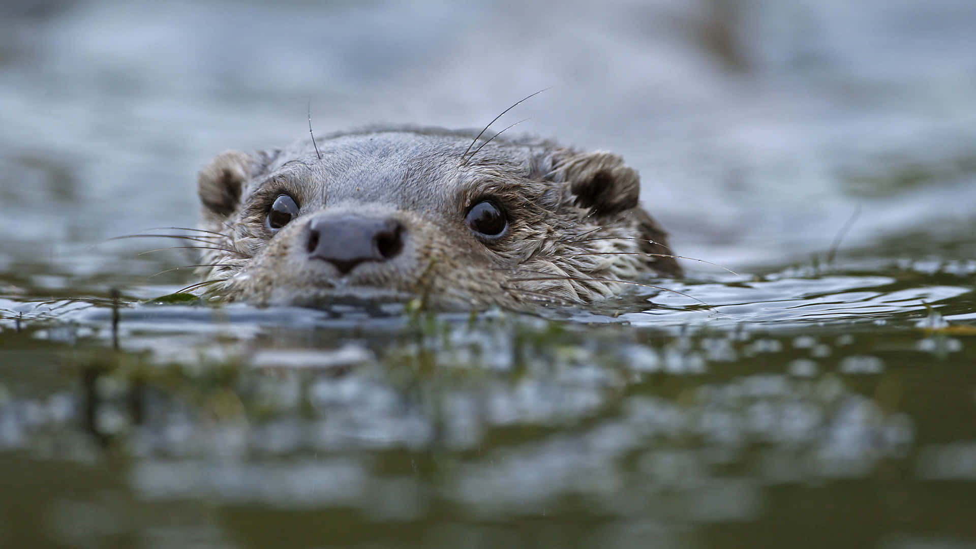 Otter Background