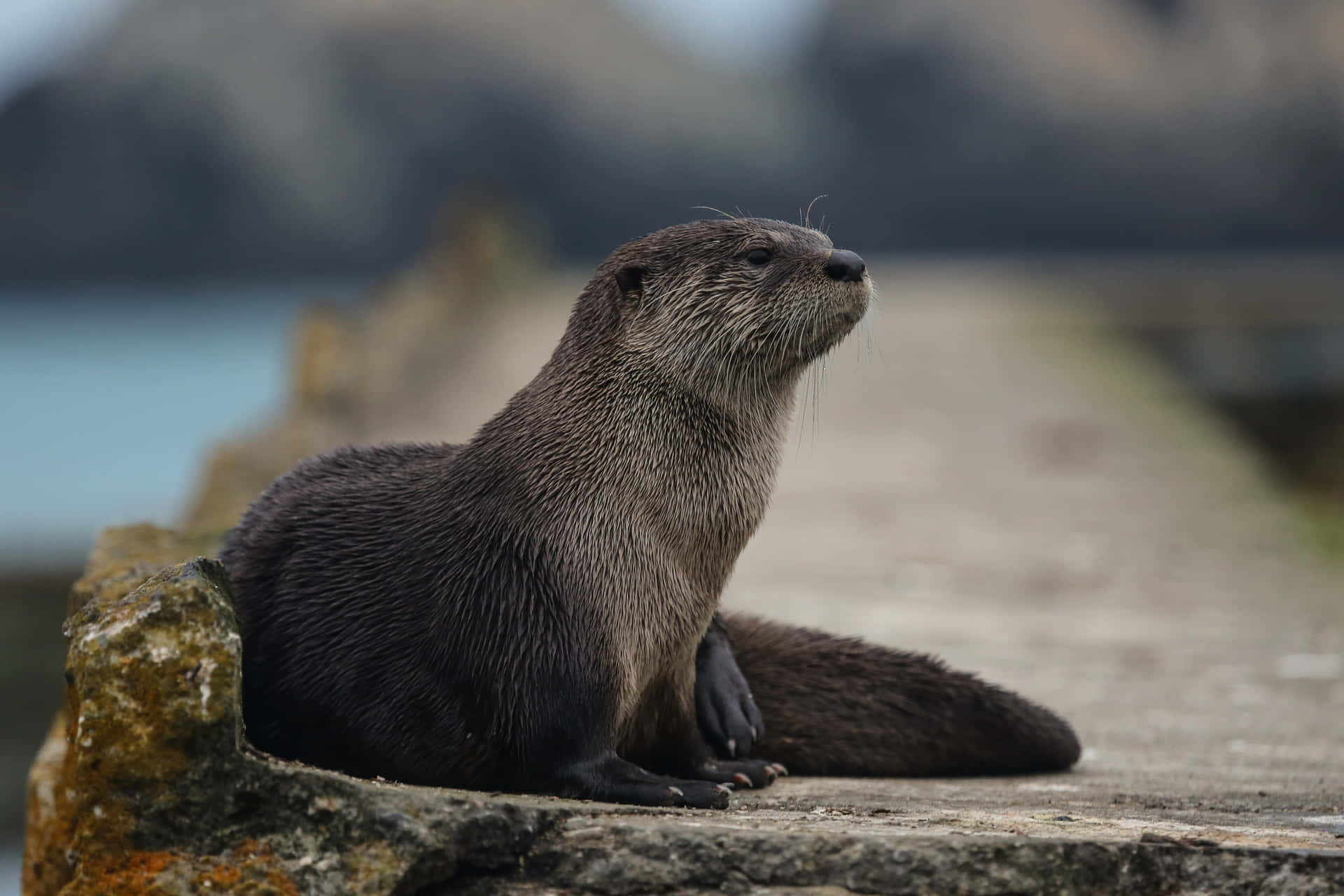 Otter Background