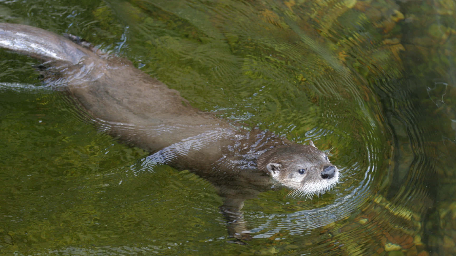 Otter Background