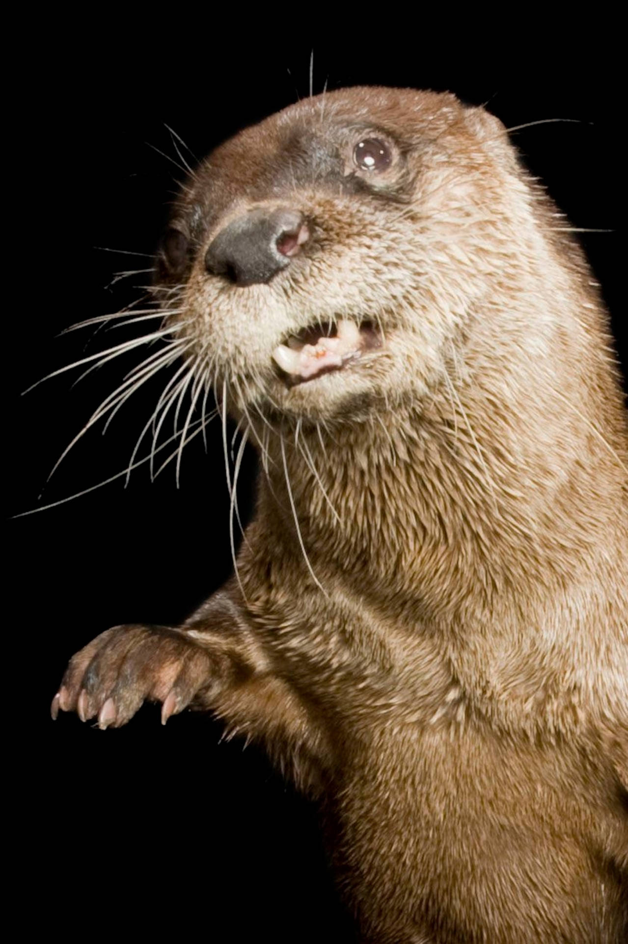 Otter Close-up Portrait Wallpaper
