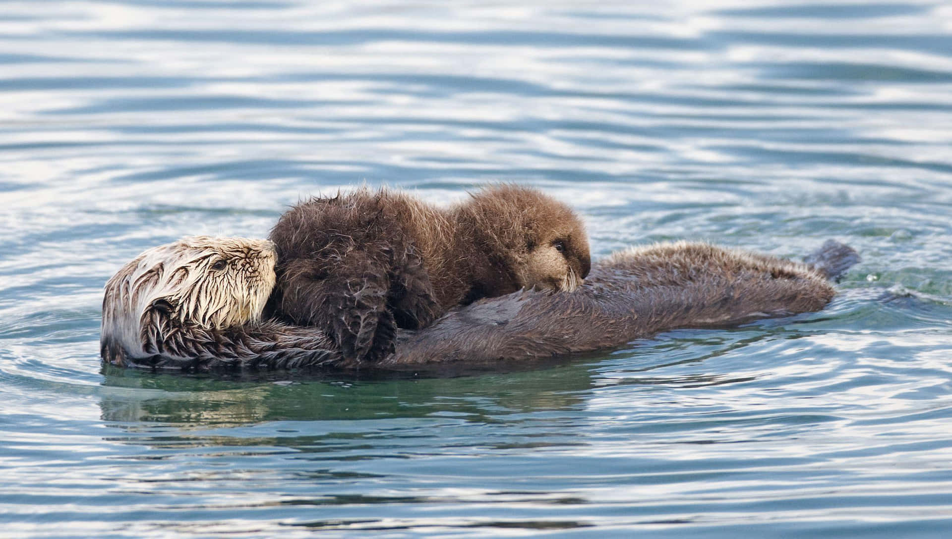 Bildein Verspielter Otter Schwimmt Und Plantscht In Seiner Natürlichen Umgebung.