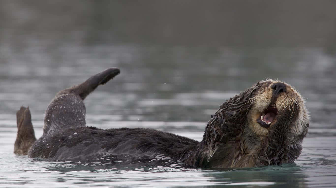A Rough-Haired Otter slipping away into a stream.