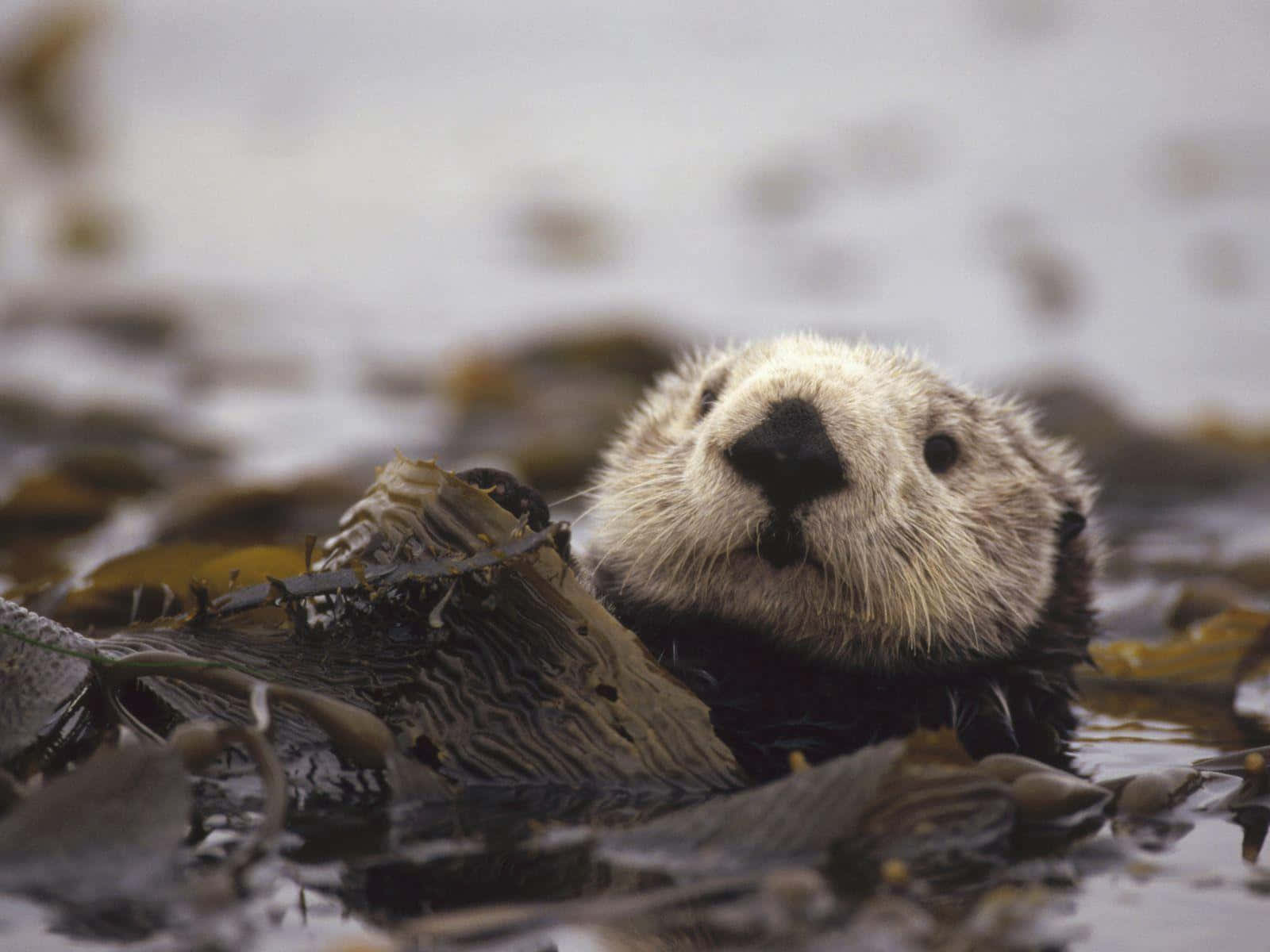 An adorable otter pauses to take in the beauty of nature