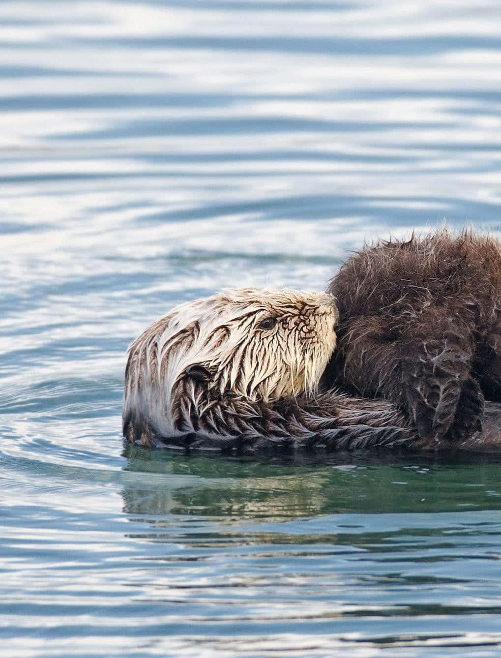 Adorable Otter Snuggling in its Habitat