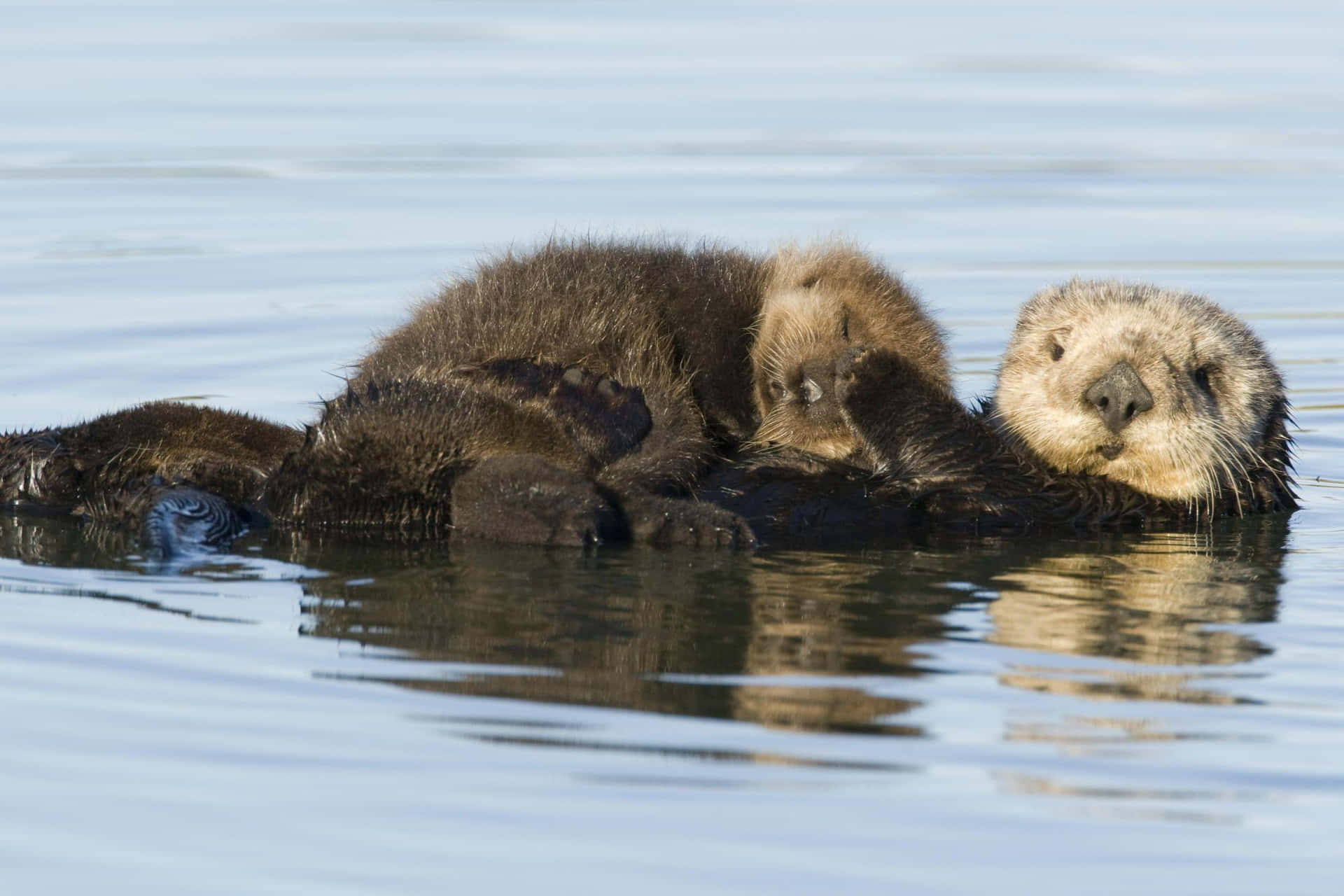 Einverspielter Otter Taucht Ins Ruhige Wasser Ein.