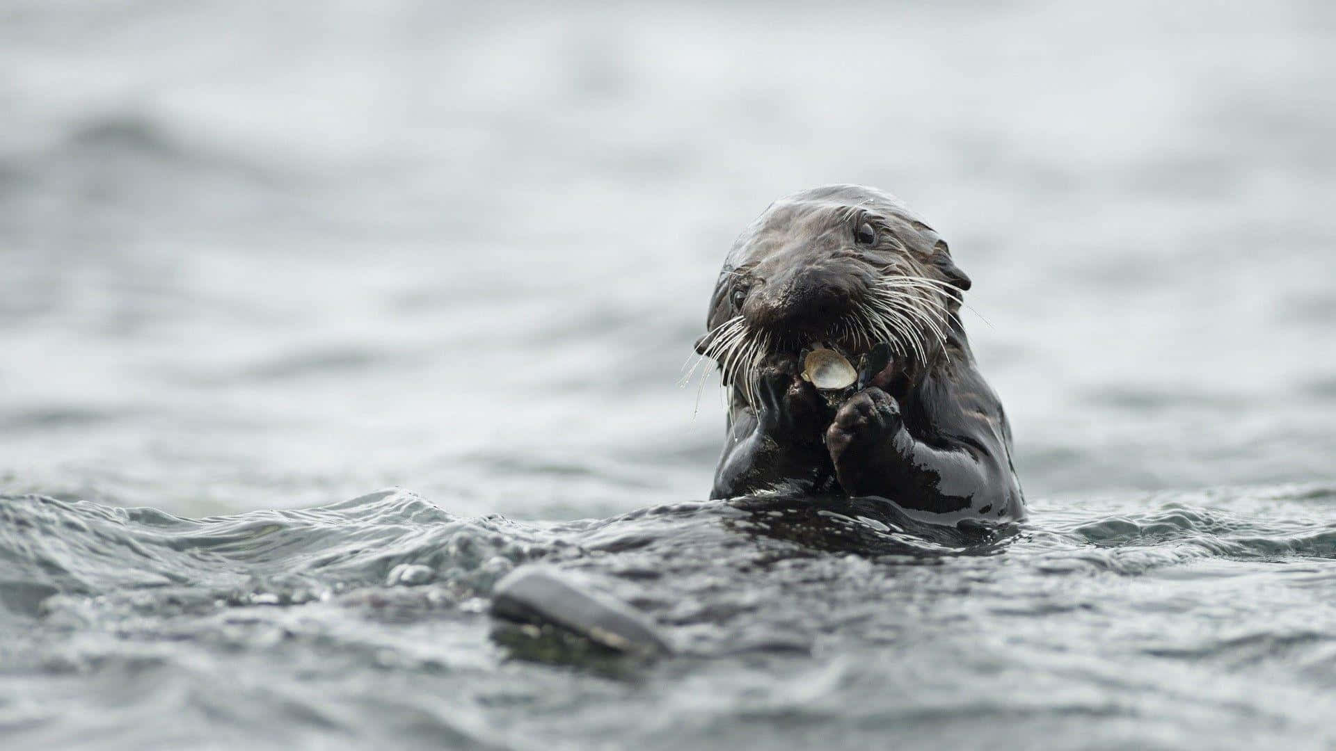 Einentzückender Wilder Otter Schwimmt In Einem Fluss Umgeben Von Üppiger Natur.