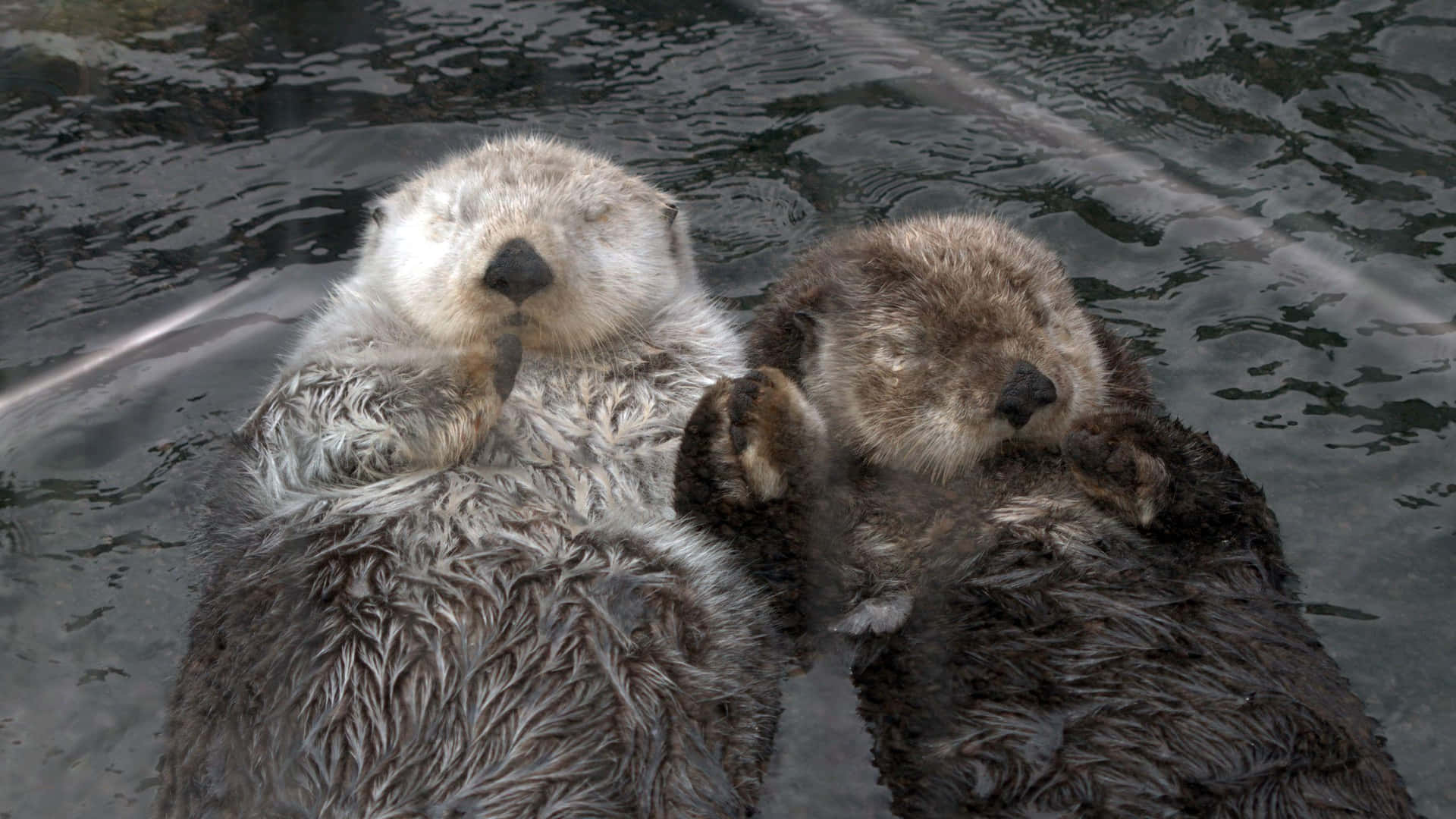 Two Otters In The Water