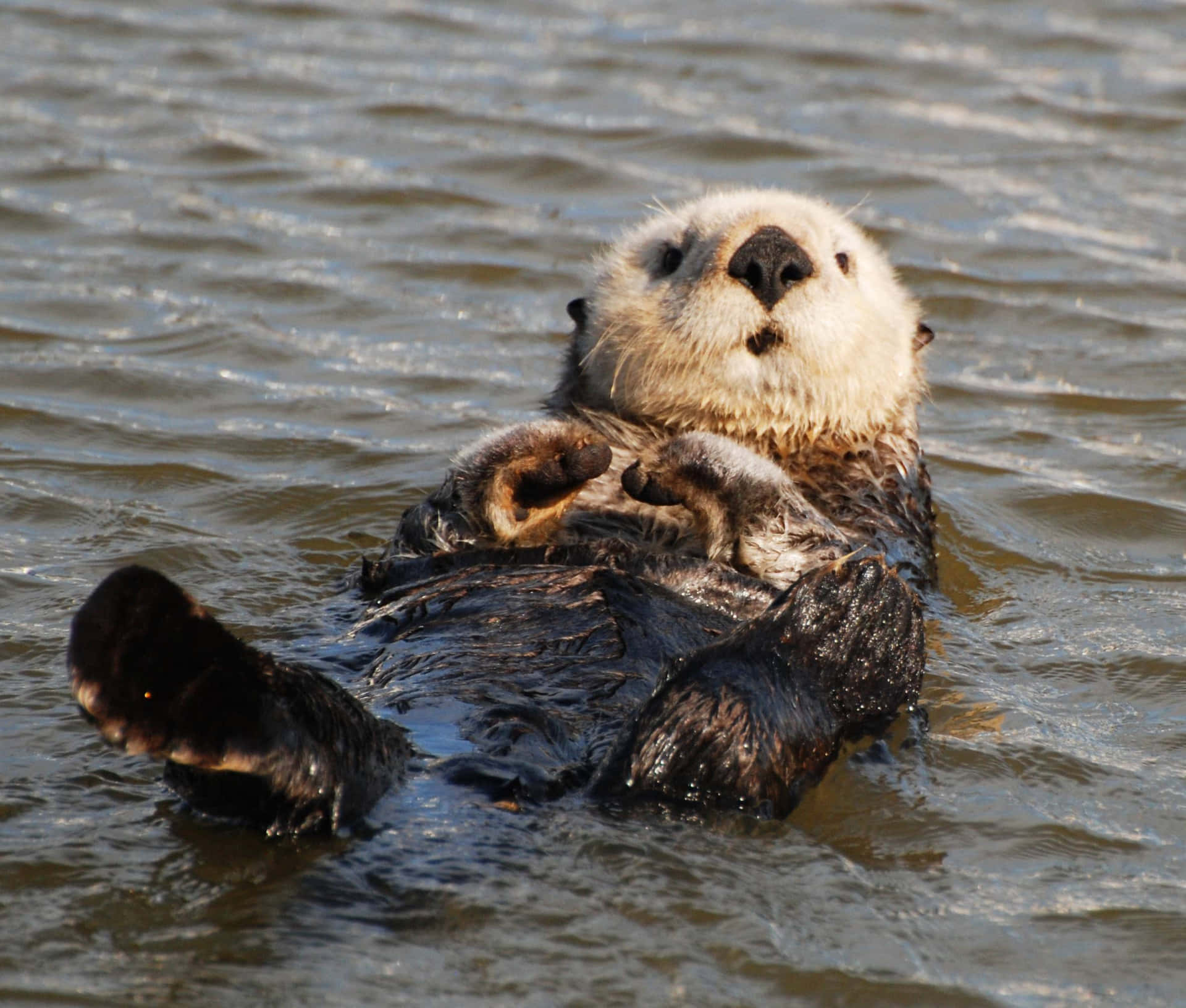 A playful otter
