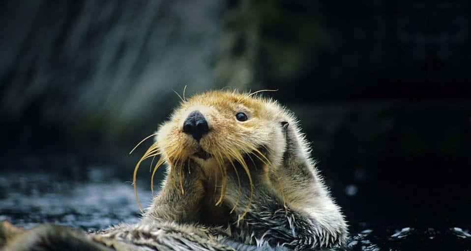 Einfröhlicher Otter, Der Im Ozean Schwimmt.