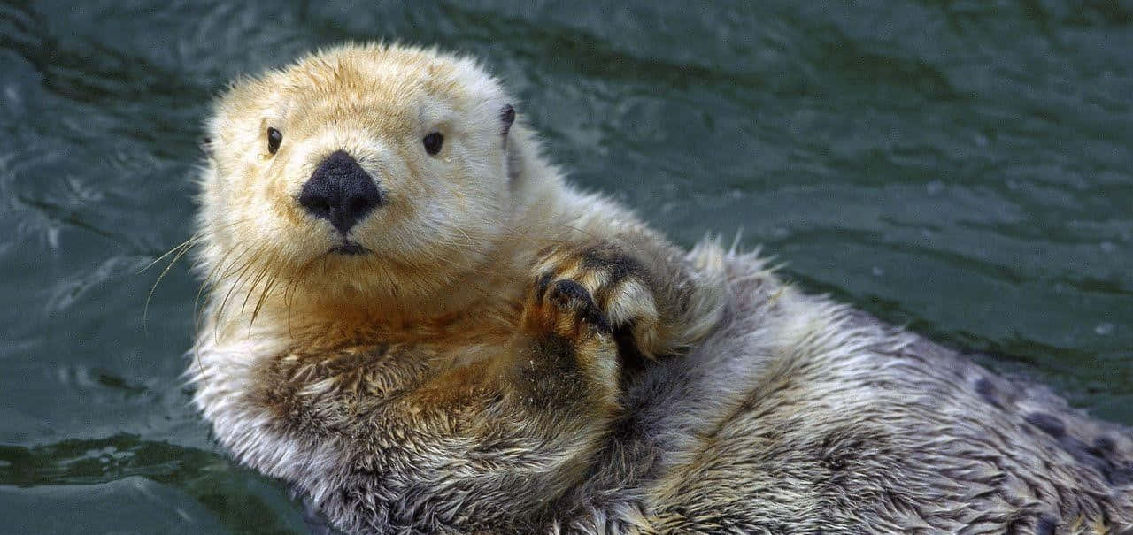 A Cute Baby Otter Swims Greedily