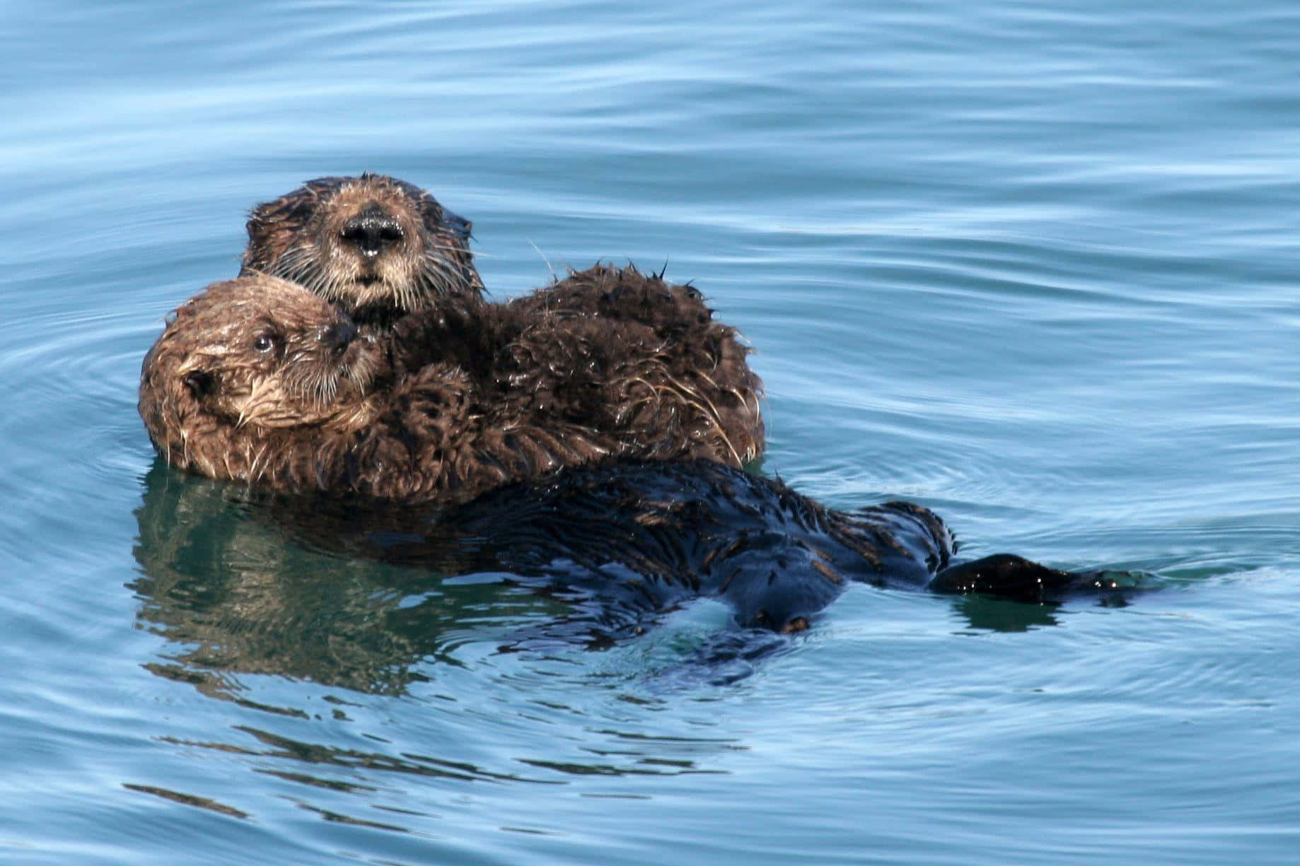 Einentzückender Otter Beim Schwimmen