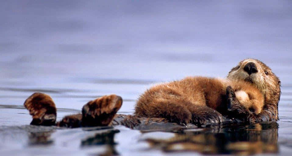Cute Otter enjoying its snack