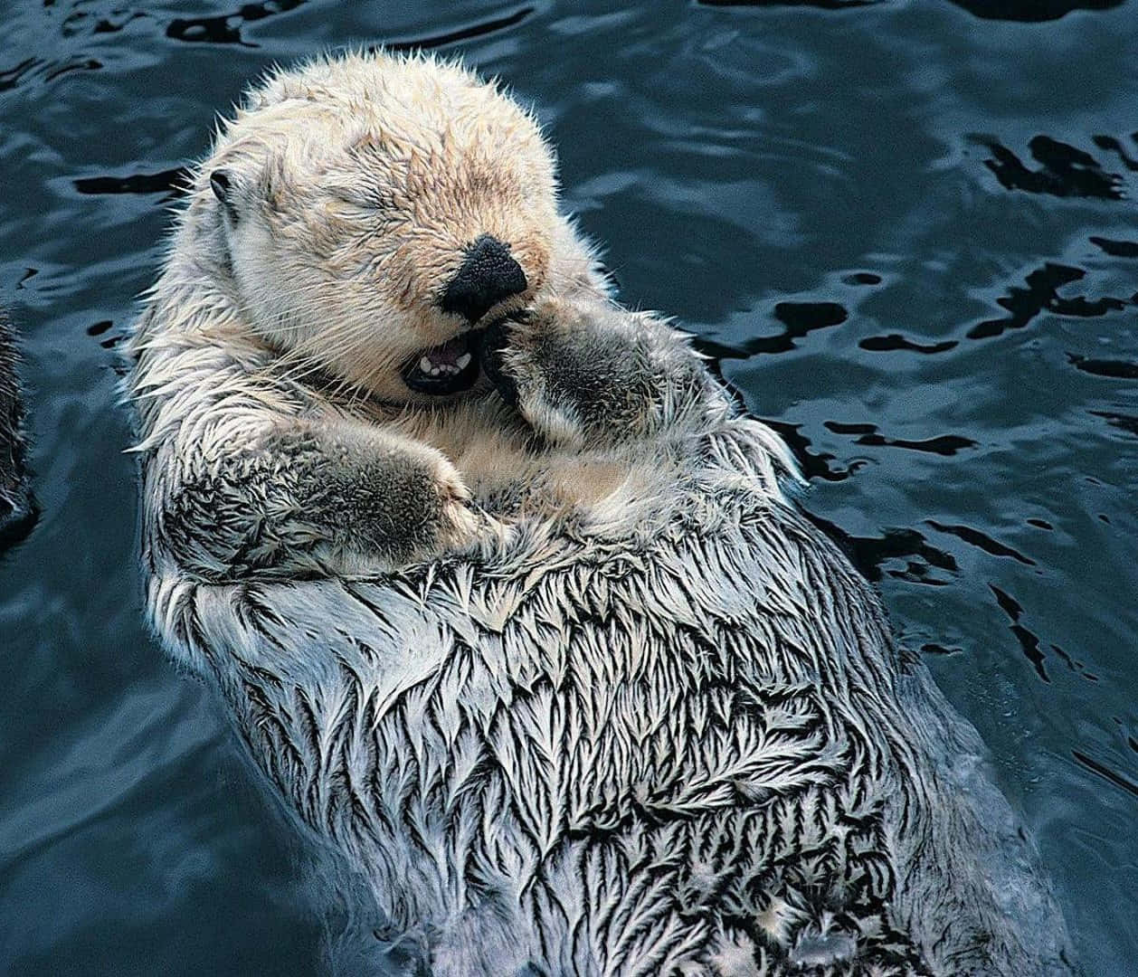 A playful family of Otters swimming in the ocean.