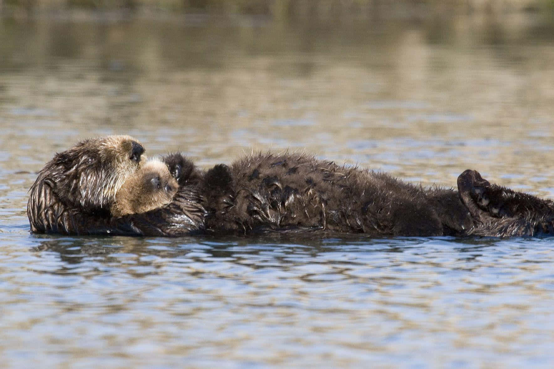 A Sea Otter Is Floating In The Water