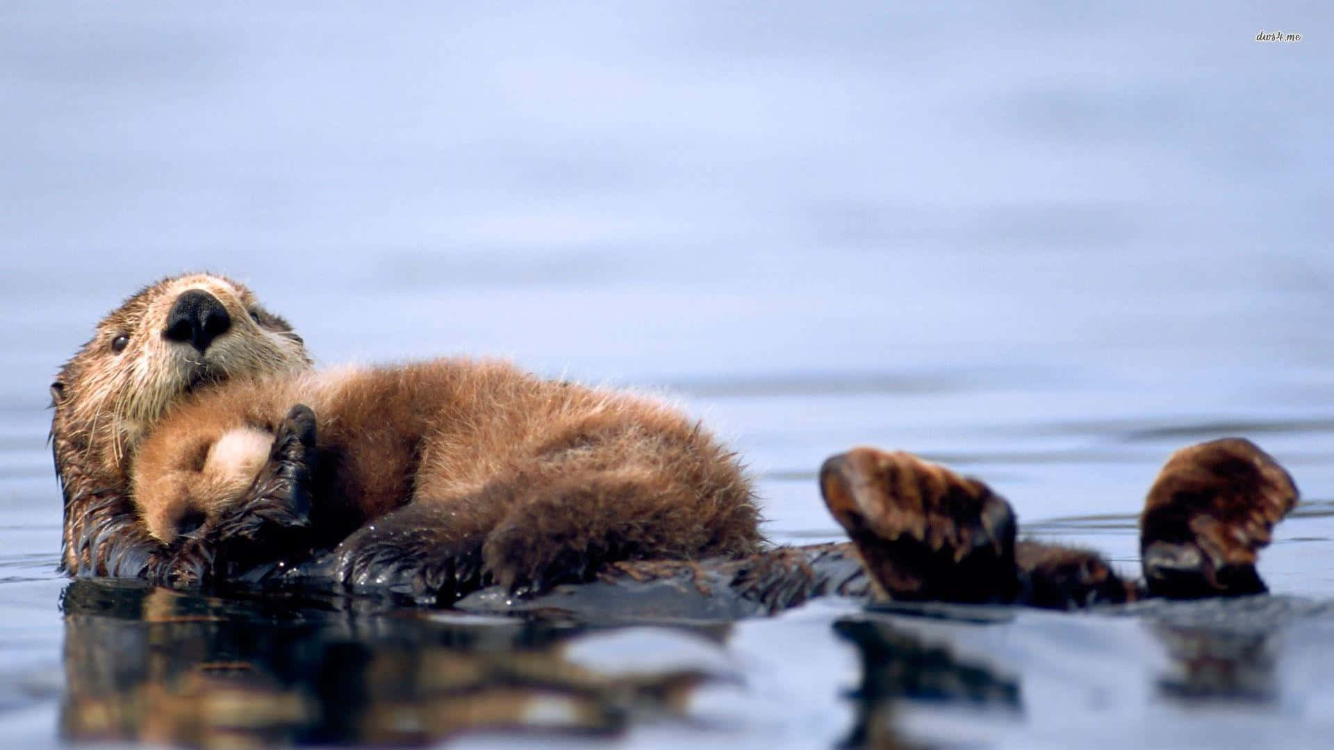 A Beautiful Sea Otter