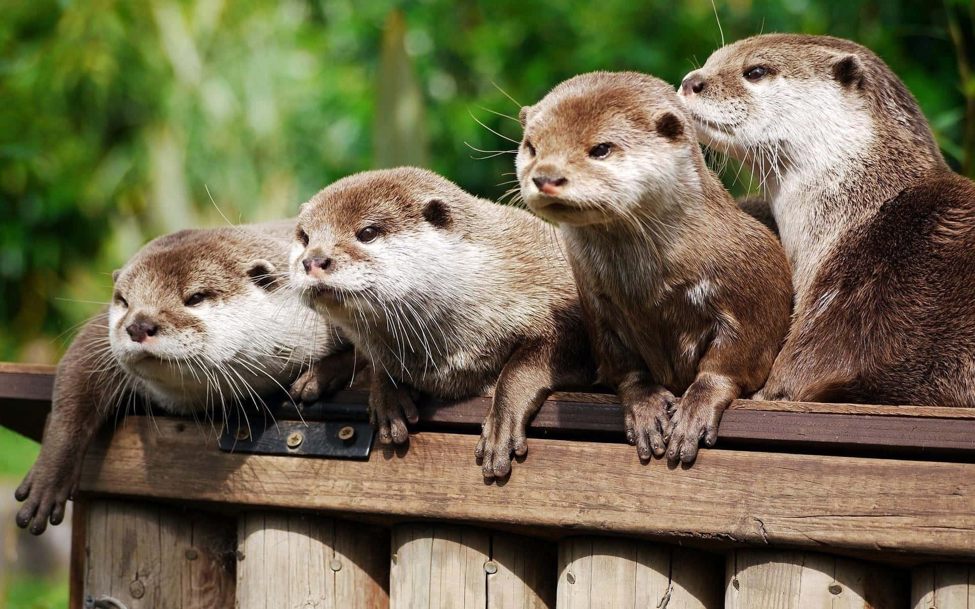 Otters Resting On Wooden Deck Wallpaper