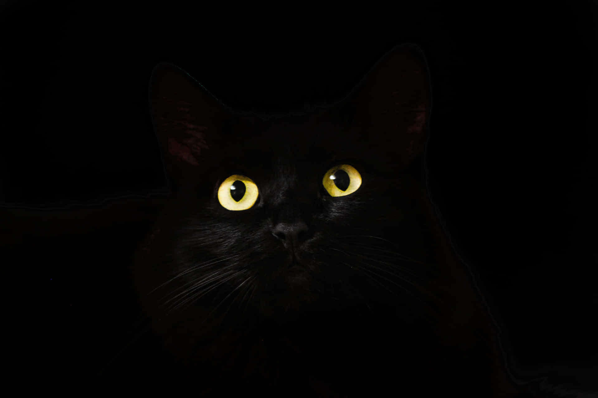 Out Of Darkness Cute Cat PFP Wallpaper