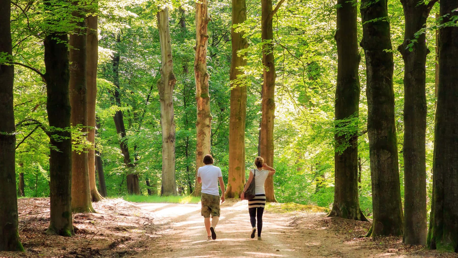 He walk in the forest. Прогулка в лесу. Прогулка в лесу картинки. Дубрава прогулка.