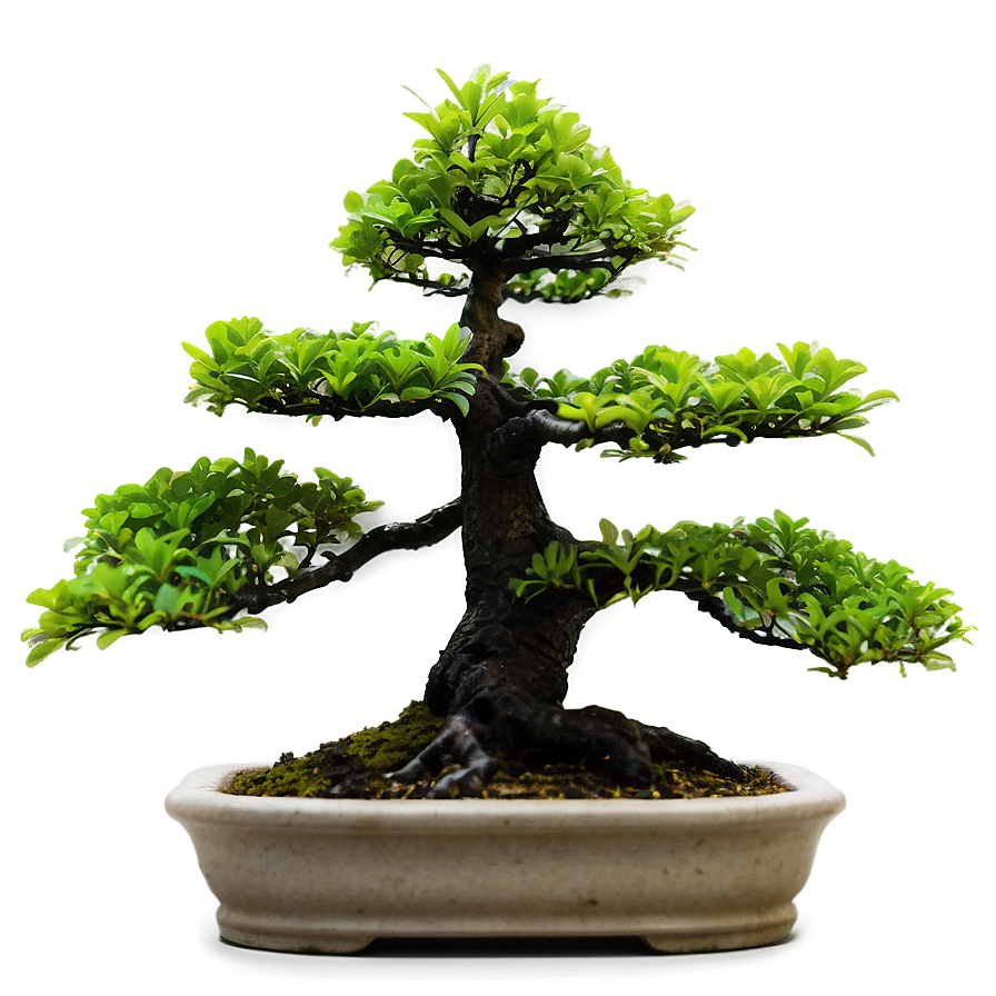 Download Outdoor Bonsai Png Prn58 | Wallpapers.com