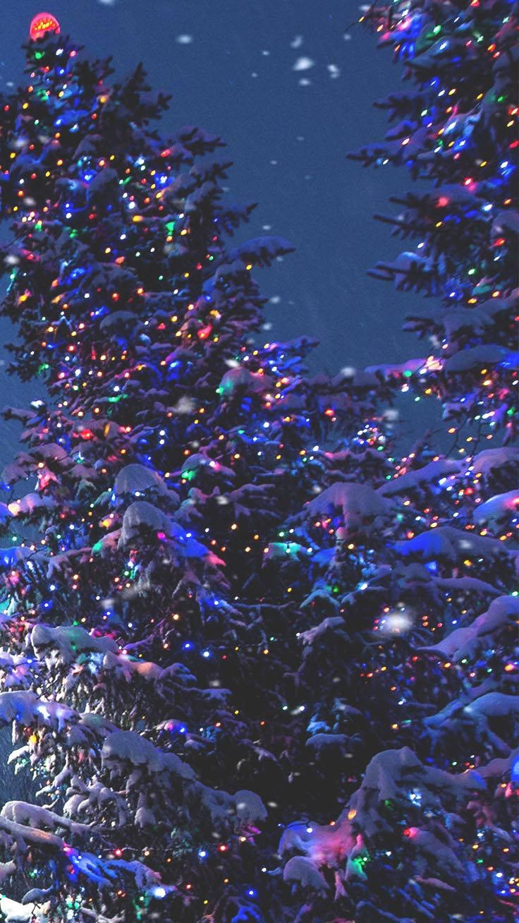 Outdoor Christmas Trees With Colorful Festive Lights Wallpaper
