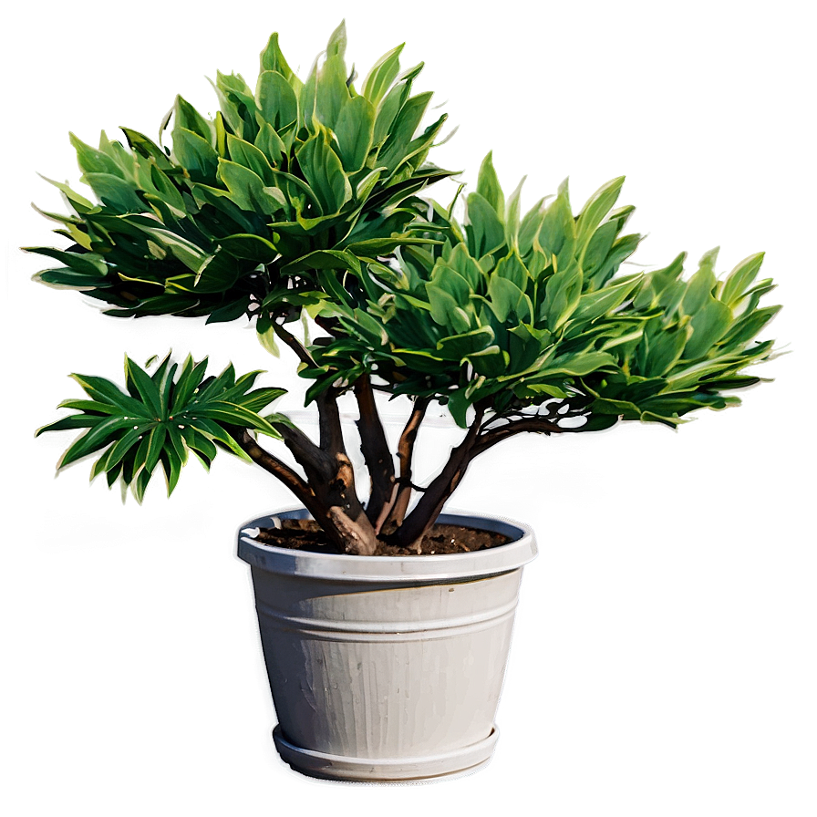 Outdoor Plant Png 35 PNG