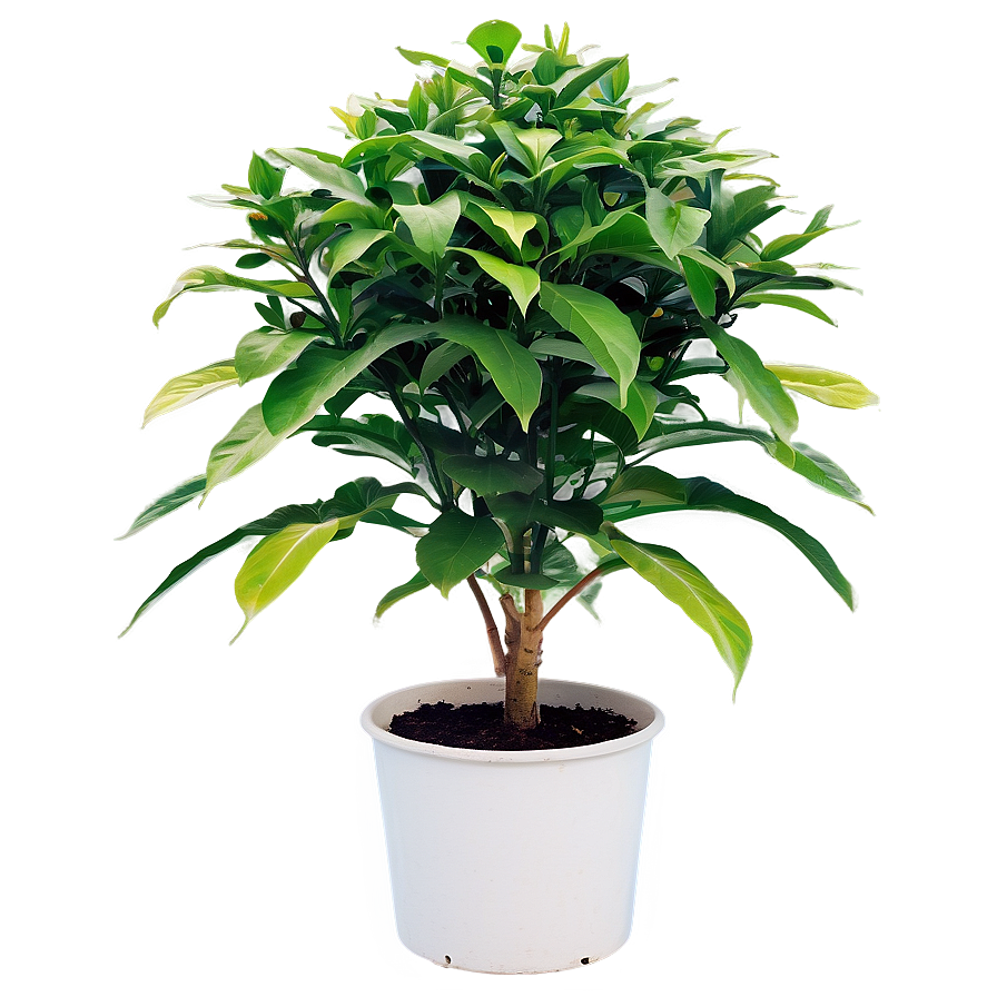 Outdoor Plant Png Qbd PNG