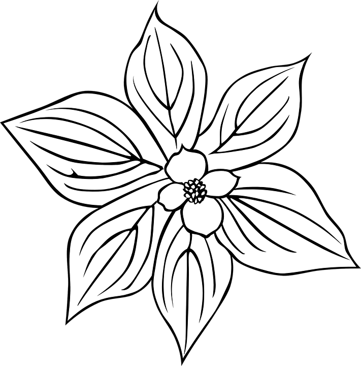 Outlined Floral Design PNG