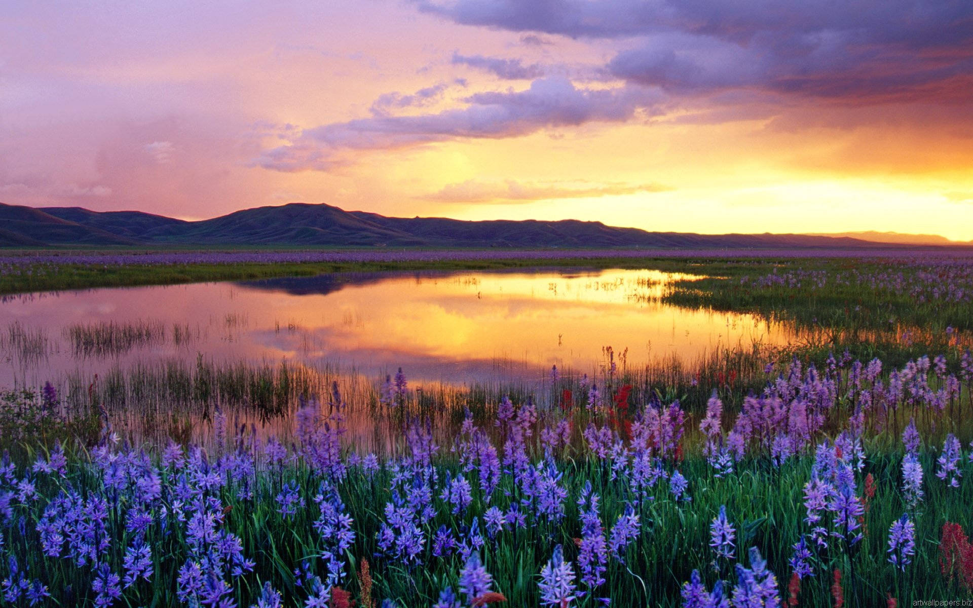 Outlook Of Magnificent Sunset And Purple Flowers Wallpaper