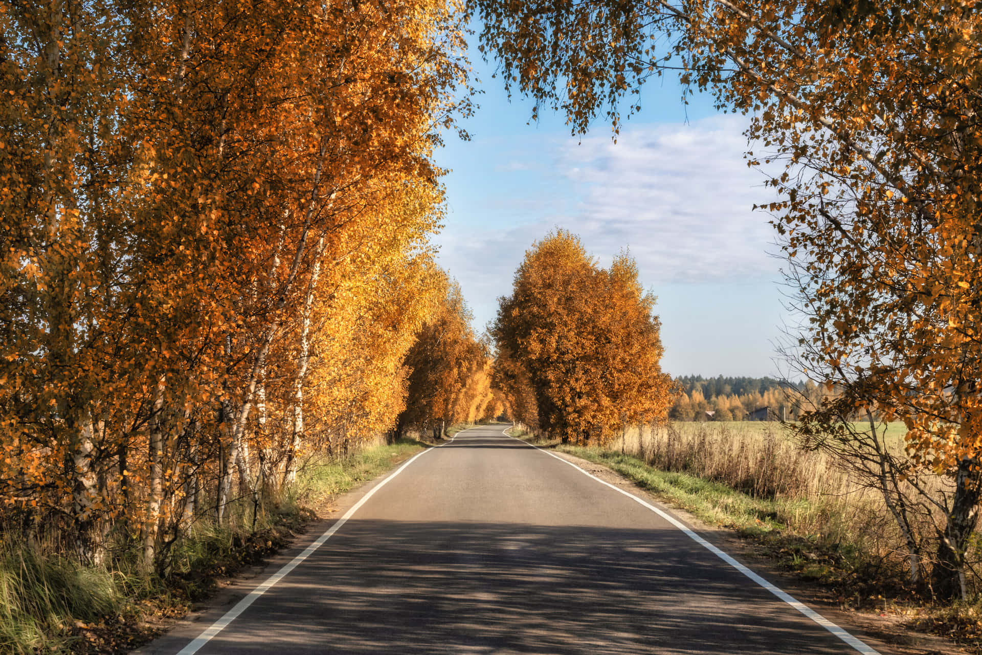 Road With Brown Autumn Trees Outside Background
