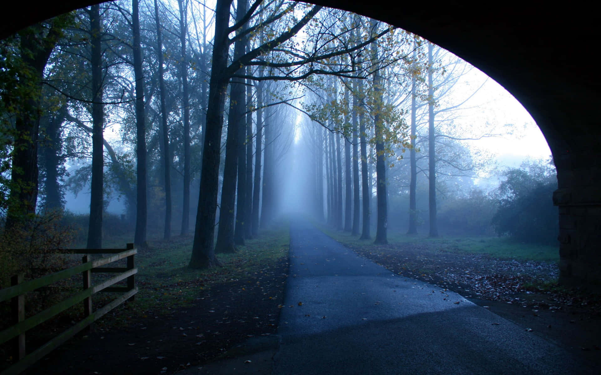 Tunnel With Foggy Trees Field Outside Background