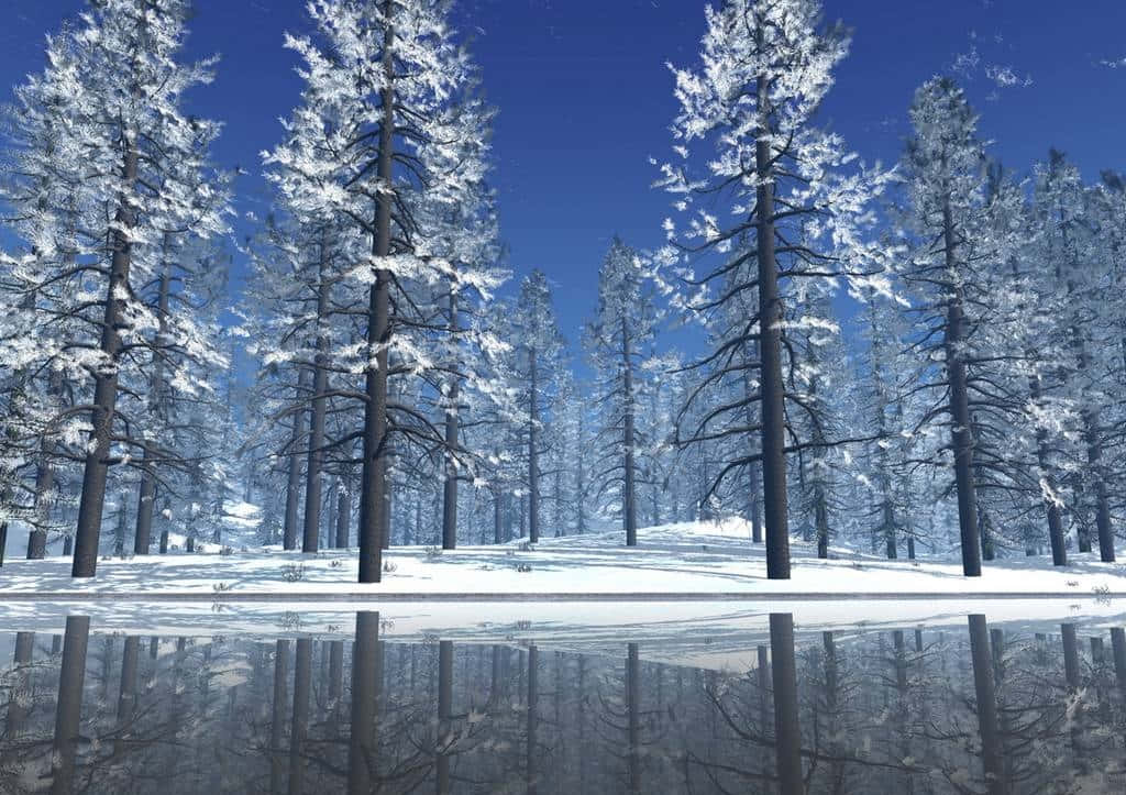 Cold Winter Taiga Forest Outside Background
