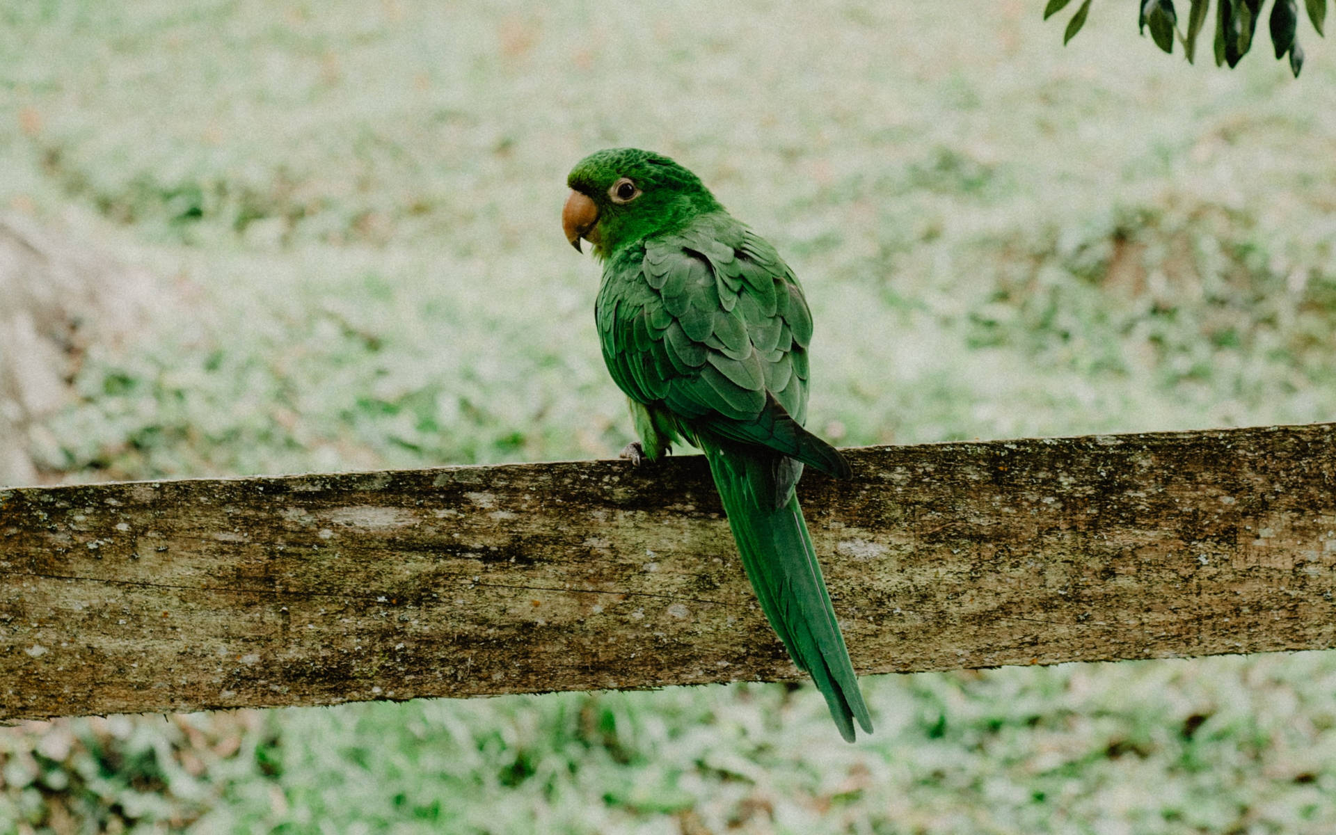 HD Tapet med grøn papegøje over skulderen Wallpaper