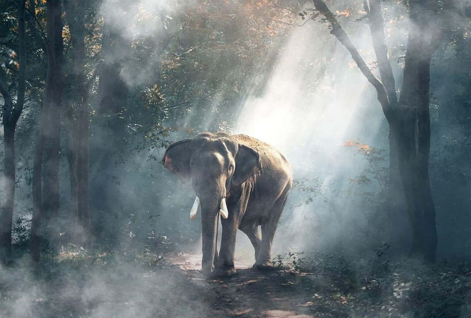 Elephant In Forest Overlay Picture