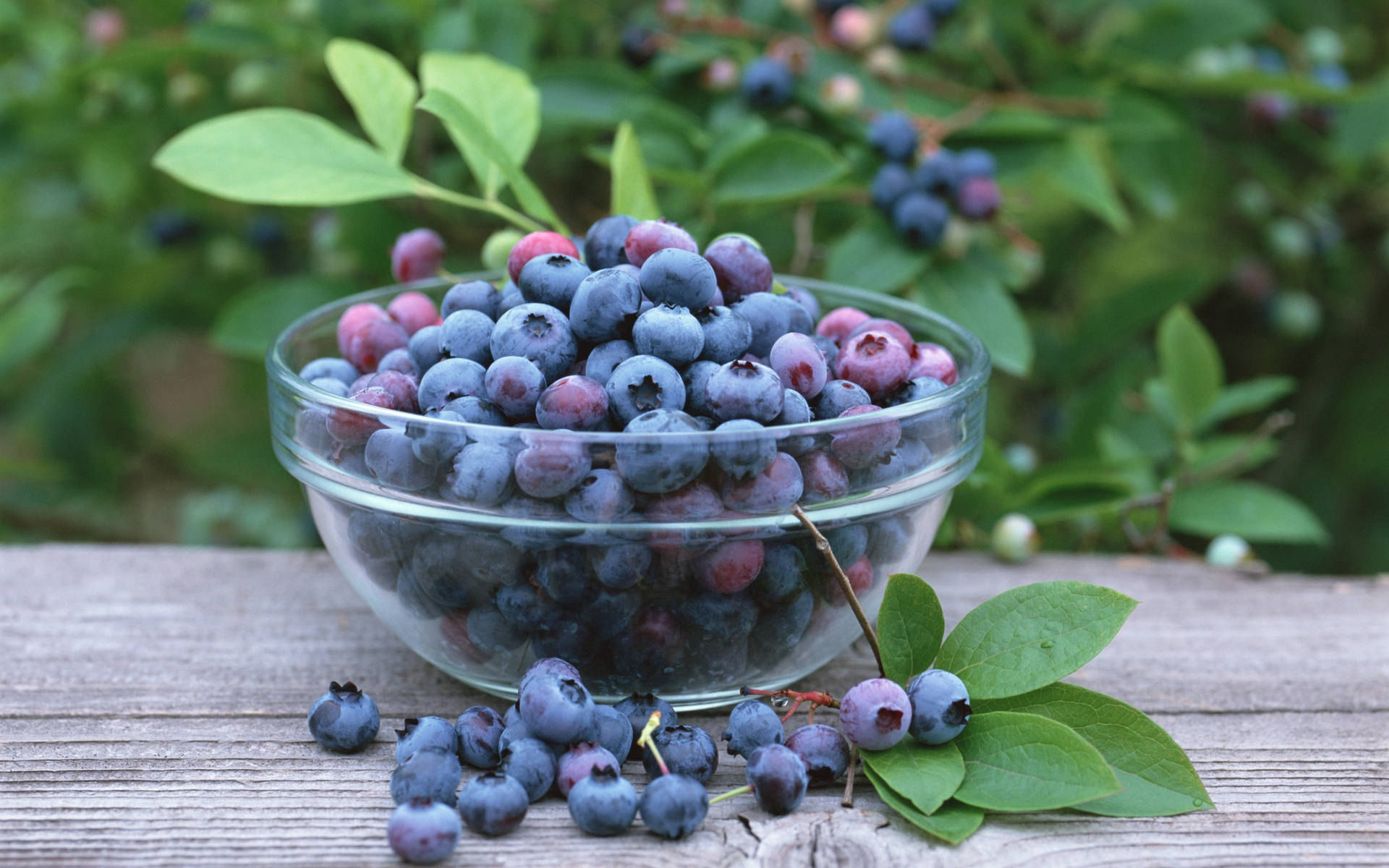 Overripe Blueberries On Bowl Wallpaper