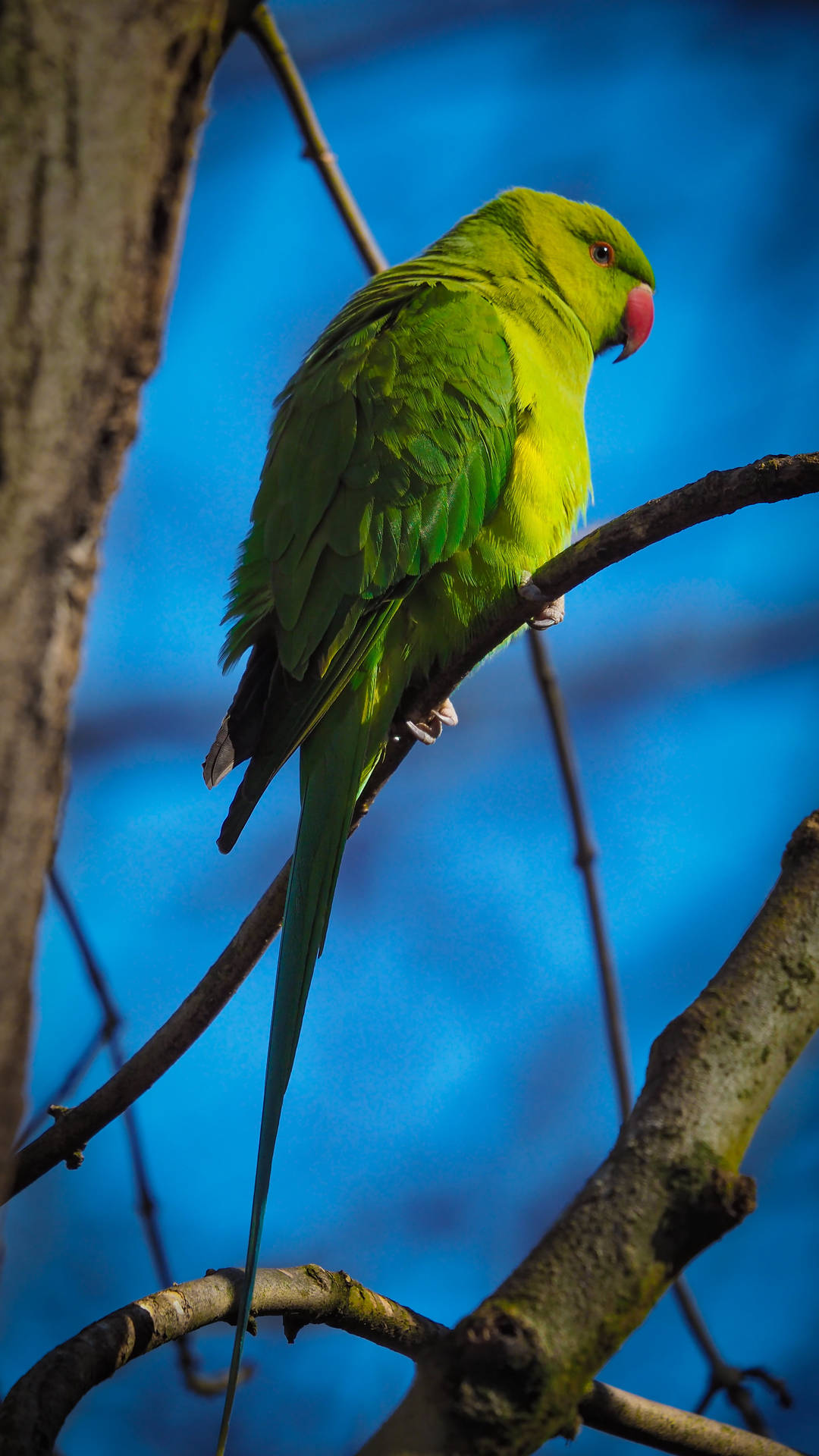 Overvåg Grøn Papagallo HD-baggrund: Fantastisk grøn papagallo billede. Wallpaper