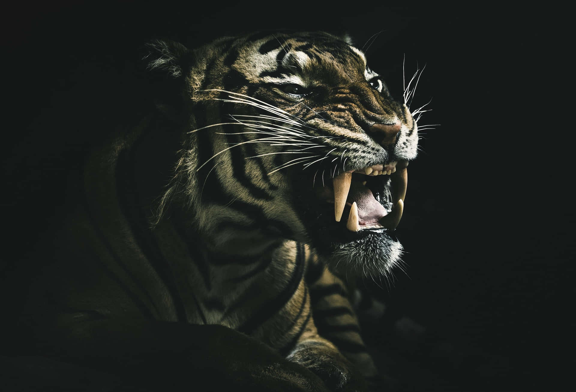 Overt Bengal Tiger Wallpaper